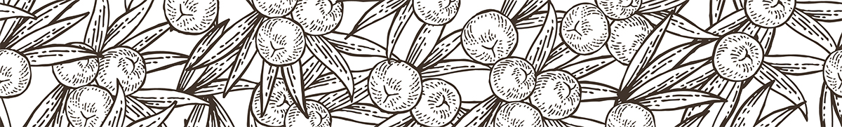 disegno_bacche_di_ginepro