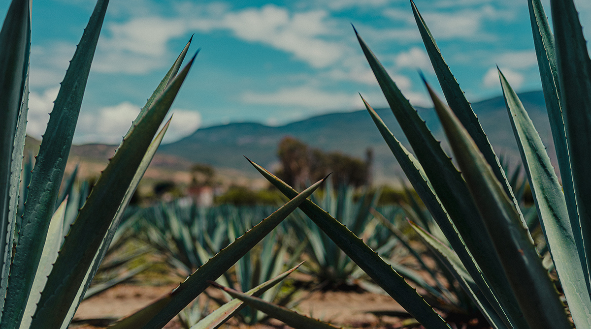 Campo di agave